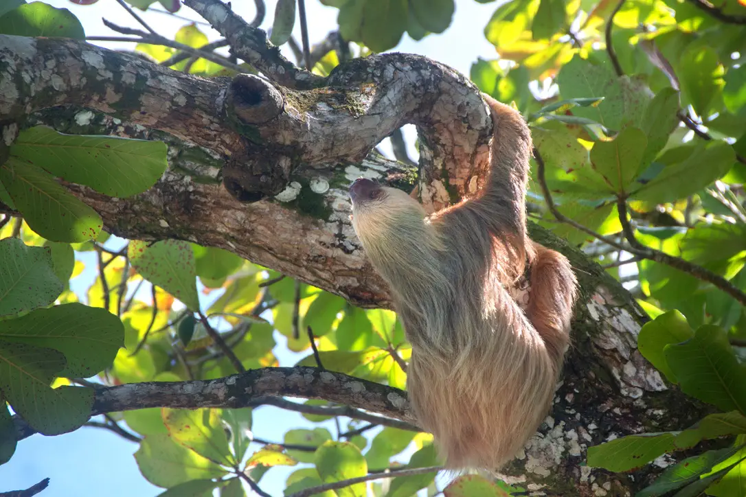 Animales Costa Rica