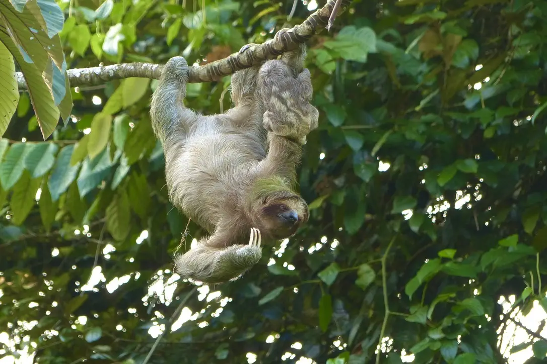 fauna Costa Rica