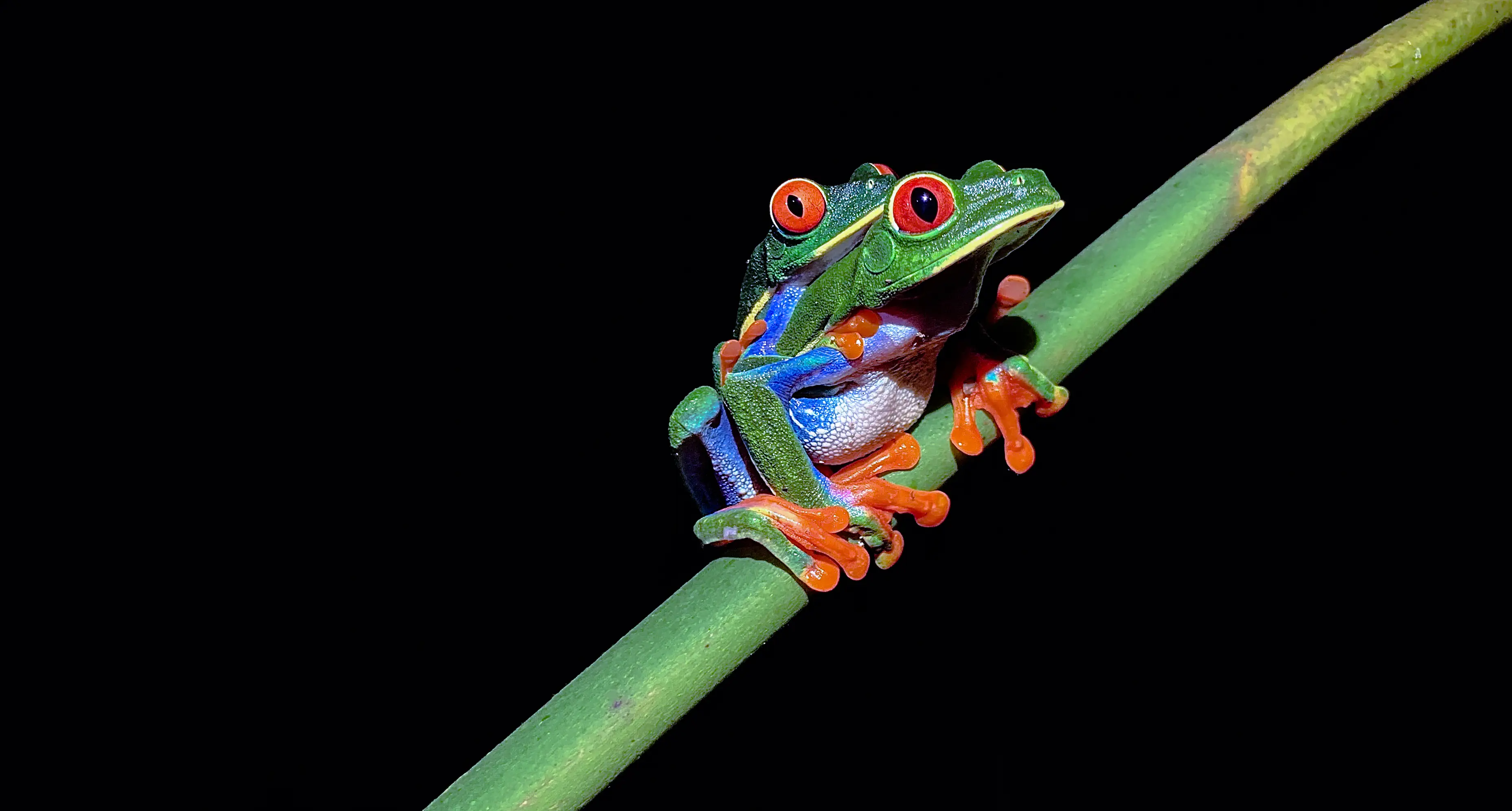 Tours nocturnos Costa Rica